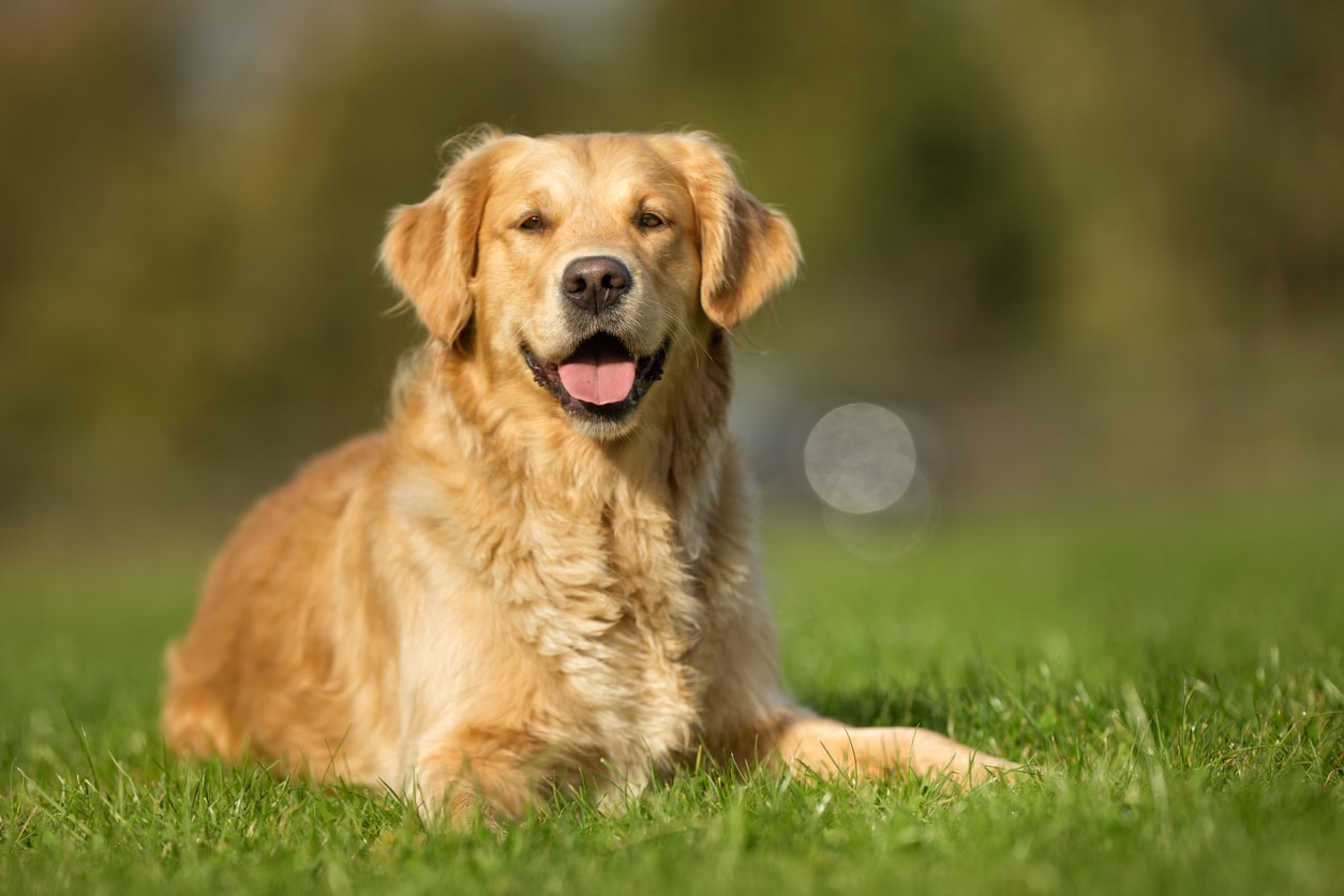 黄金猎犬品种低过敏性 健康和寿命 Petmd