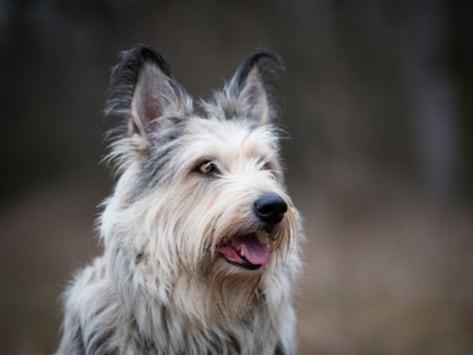 伯杰皮卡德犬品种低过敏性 健康和寿命 Petmd