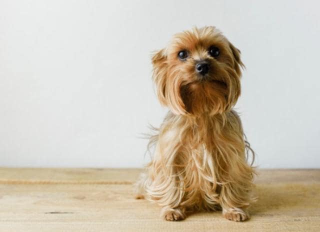 犬 Petmd的低 细菌 尿路感染 犬 Petmd的低 细菌 尿路感染