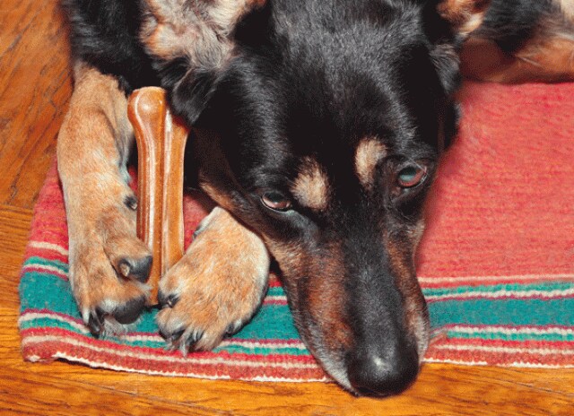 什么是dewclaws 狗露珠是否需要被删除 Petmd