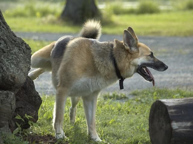 治疗犬血尿 犬尿中带血 Petmd