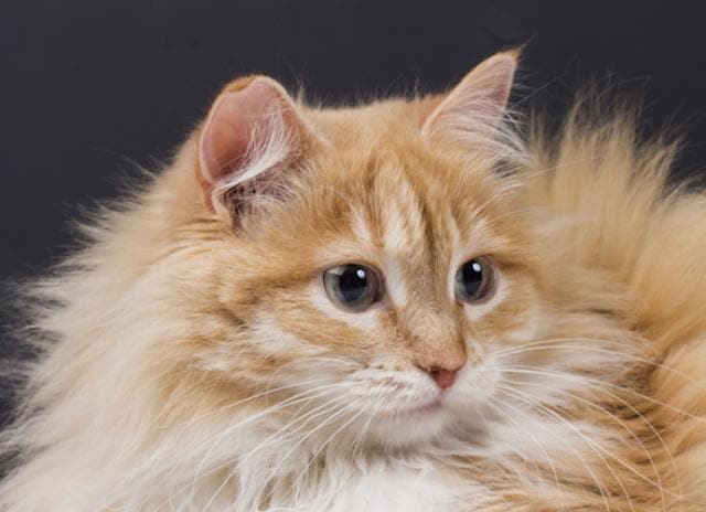 关于猫皮屑和过敏的事实 Petmd