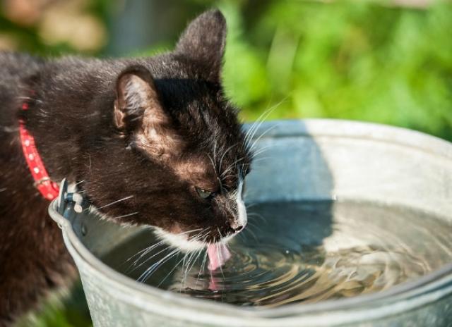 猫排尿和口渴增加