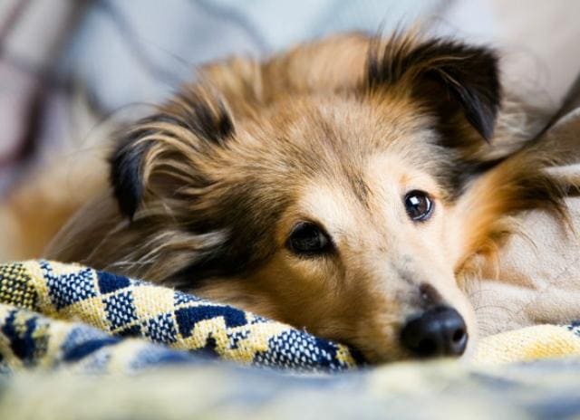 狗癫痫 原因 症状和更多的 Petmd
