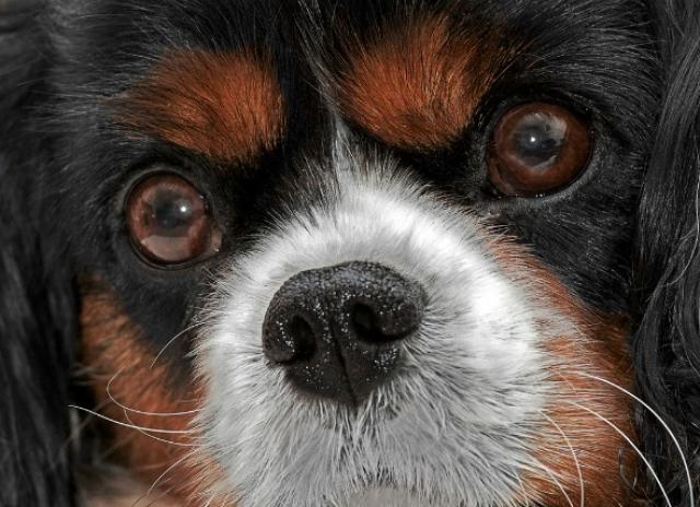 犬 Petmd的眼内层分离