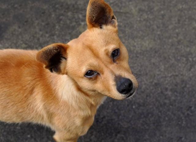 犬 Petmd的葡萄球菌感染 犬 Petmd的葡萄球菌感染