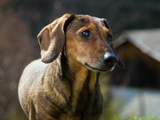 犬肿瘤的8种类型及其治疗方法
