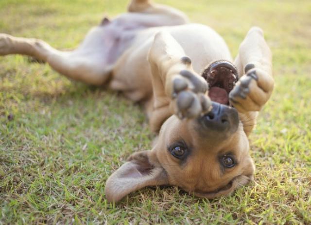 犬疣病毒