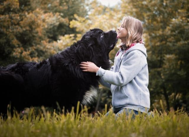 大型犬品种 完整的健康指南 Petmd