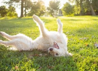 皮肤出现水疱和脓疱犬 Petmd